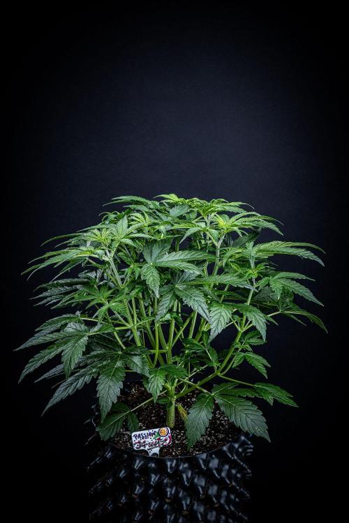 Passion Fruitz Automatic Zamnesia. Week 5 - Day 33