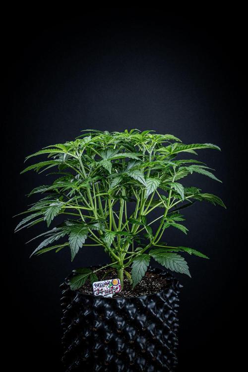 Passion Fruitz Automatic Zamnesia. Week 5 - Day 33