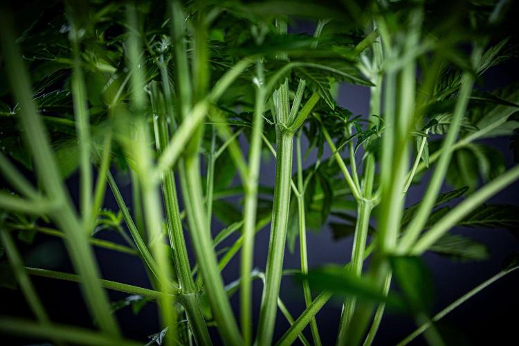 Passion Fruitz Automatic Zamnesia. Week 5 - Day 33