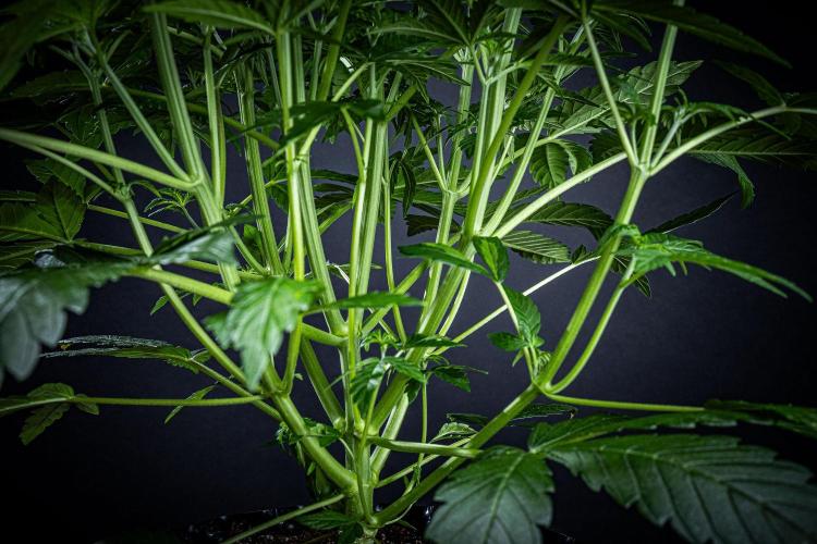 Passion Fruitz Automatic Zamnesia. Week 5 - Day 33