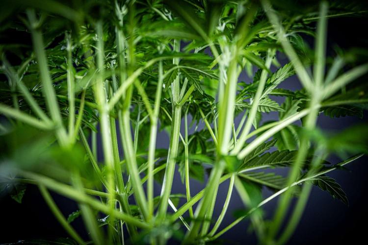 Passion Fruitz Automatic Zamnesia. Week 5 - Day 33