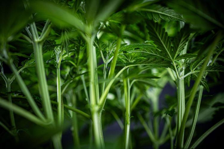 Passion Fruitz Automatic Zamnesia. Week 5 - Day 33