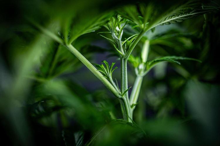 Passion Fruitz Automatic Zamnesia. Week 5 - Day 33