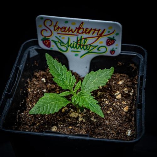Strawberry Zkittlez Auto Ganja Farmer. Week 2 - Day 13