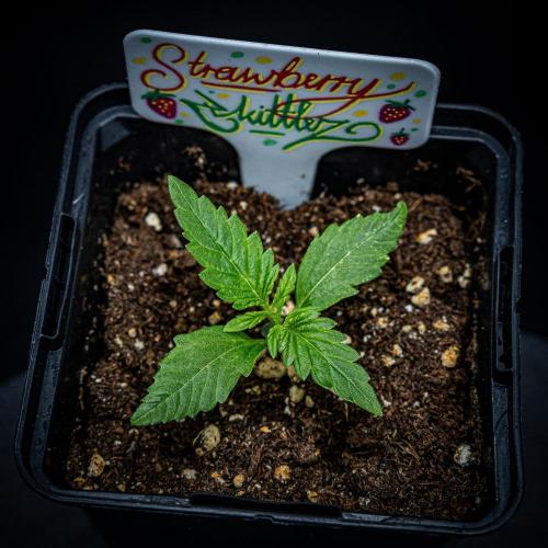 Strawberry Zkittlez Auto Ganja Farmer. Week 2 - Day 13