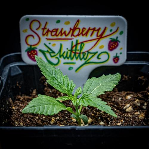 Strawberry Zkittlez Auto Ganja Farmer. Week 2 - Day 13