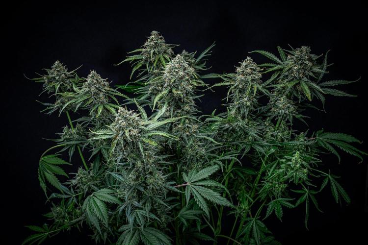 Banana Blaze Auto Dutch Passion. Week 11 - Day 77