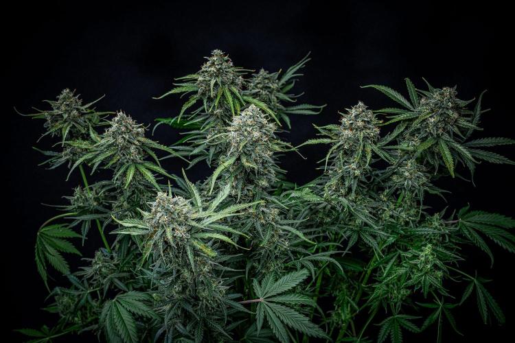 Banana Blaze Auto Dutch Passion. Week 11 - Day 77