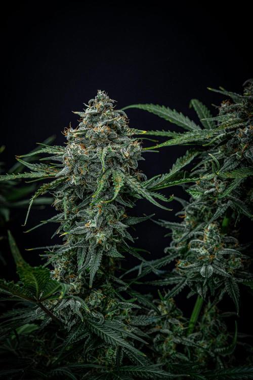 Banana Blaze Auto Dutch Passion. Week 11 - Day 77