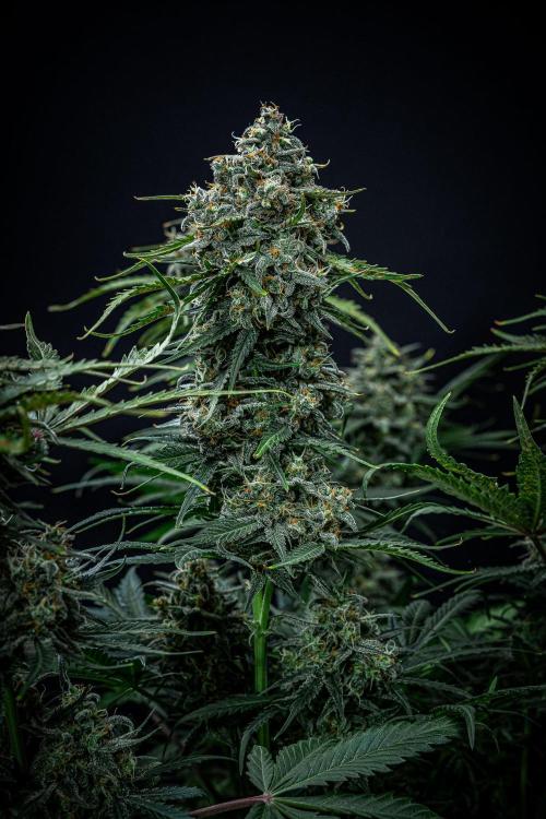 Banana Blaze Auto Dutch Passion. Week 11 - Day 77