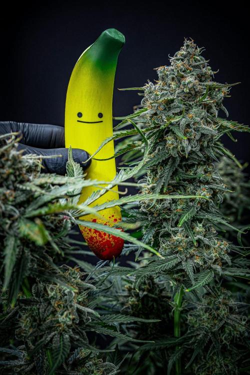 Banana Blaze Auto Dutch Passion. Week 11 - Day 77 – banana for scale