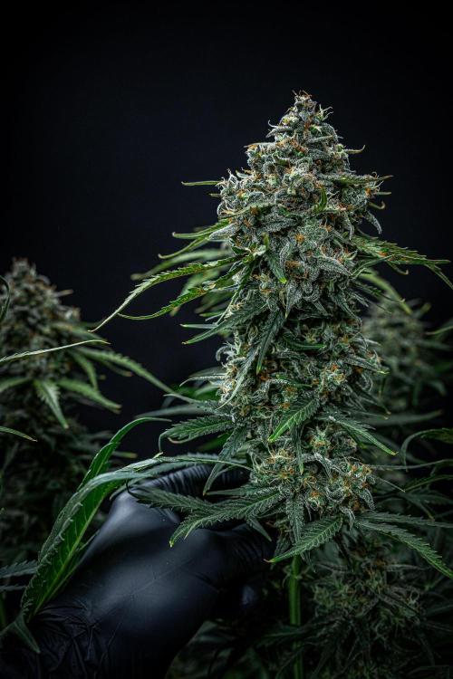 Banana Blaze Auto Dutch Passion. Week 11 - Day 77