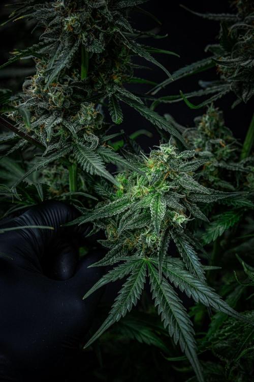 Banana Blaze Auto Dutch Passion. Week 11 - Day 77