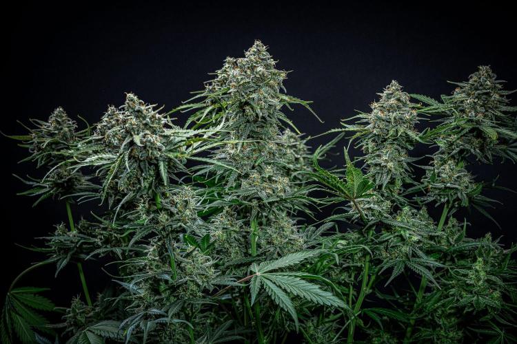 Banana Blaze Auto Dutch Passion. Week 11 - Day 77