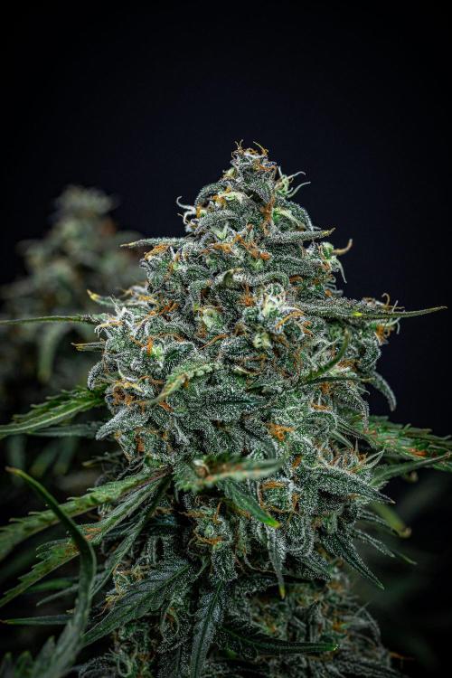 Banana Blaze Auto Dutch Passion. Week 11 - Day 77