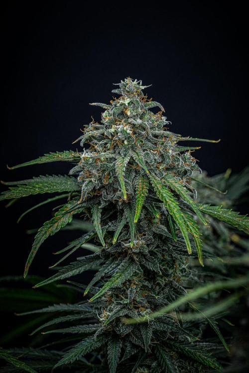 Banana Blaze Auto Dutch Passion. Week 11 - Day 77