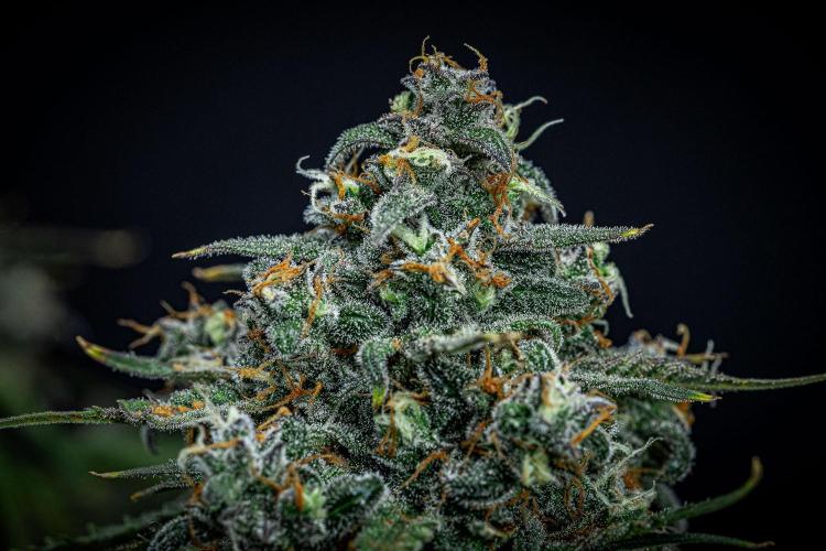 Banana Blaze Auto Dutch Passion. Week 11 - Day 77