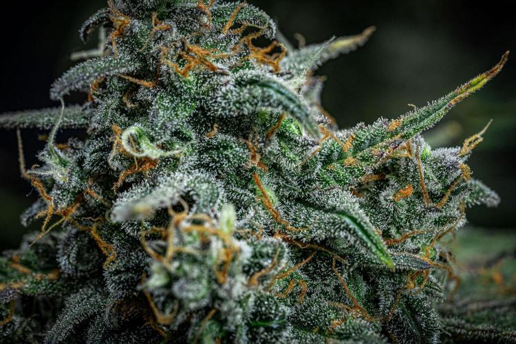 Banana Blaze Auto Dutch Passion. Week 11 - Day 77