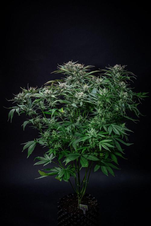 Lemon Cherry Cookies Auto Fast Buds. Week 11 - Day 77