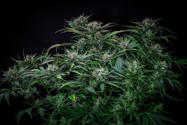 Lemon Cherry Cookies Auto Fast Buds. Week 11 - Day 77