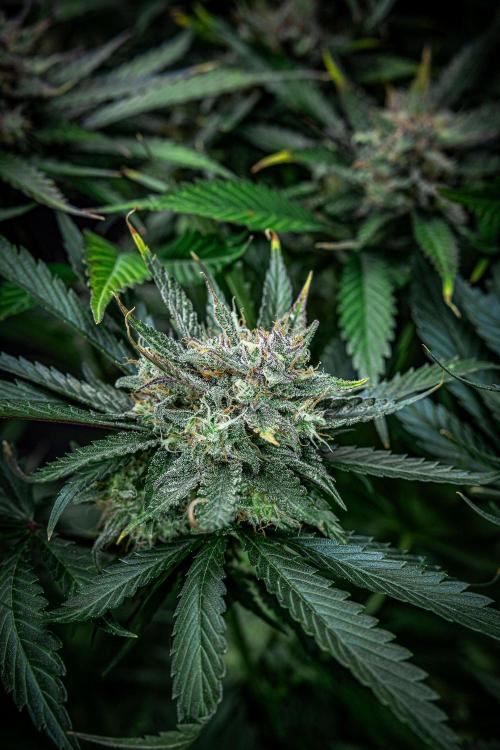 Lemon Cherry Cookies Auto Fast Buds. Week 11 - Day 77