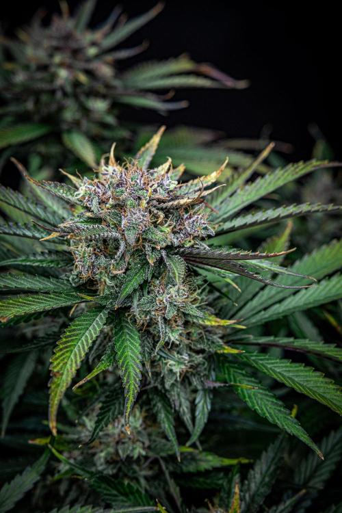 Lemon Cherry Cookies Auto Fast Buds. Week 11 - Day 77