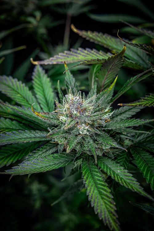 Lemon Cherry Cookies Auto Fast Buds. Week 11 - Day 77