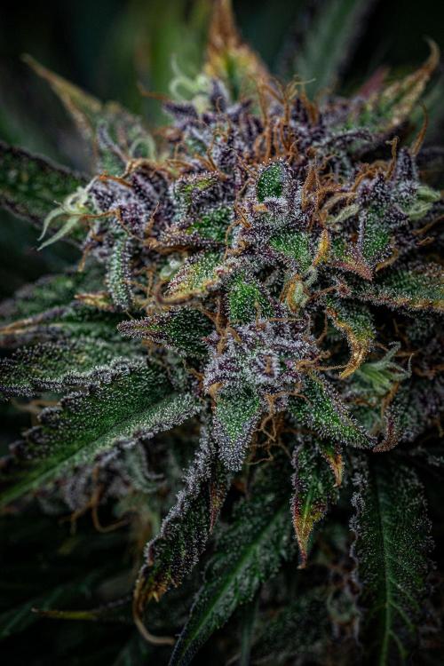 Lemon Cherry Cookies Auto Fast Buds. Week 11 - Day 77