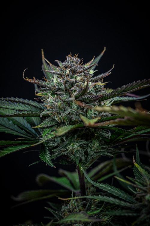 Lemon Cherry Cookies Auto Fast Buds. Week 11 - Day 77