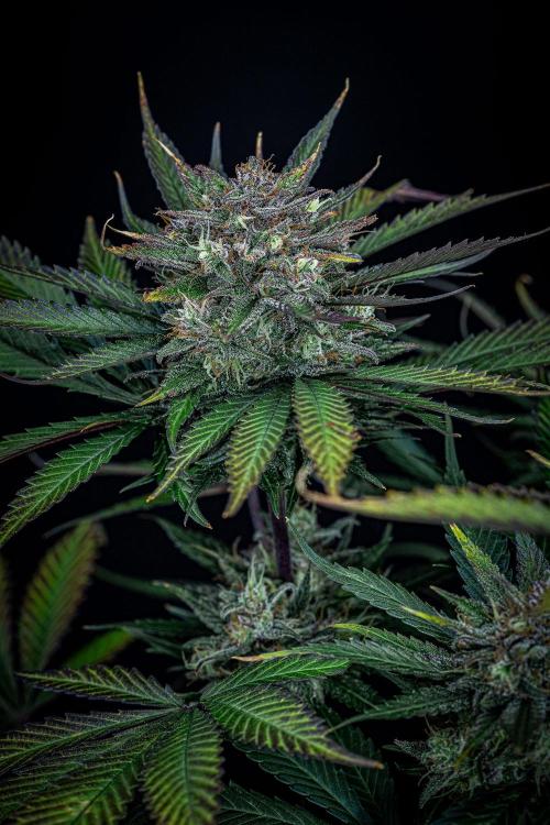 Lemon Cherry Cookies Auto Fast Buds. Week 11 - Day 77