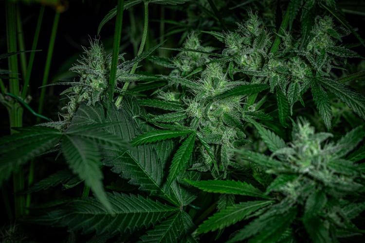 Lemon Cherry Cookies Auto Fast Buds. Week 11 - Day 77