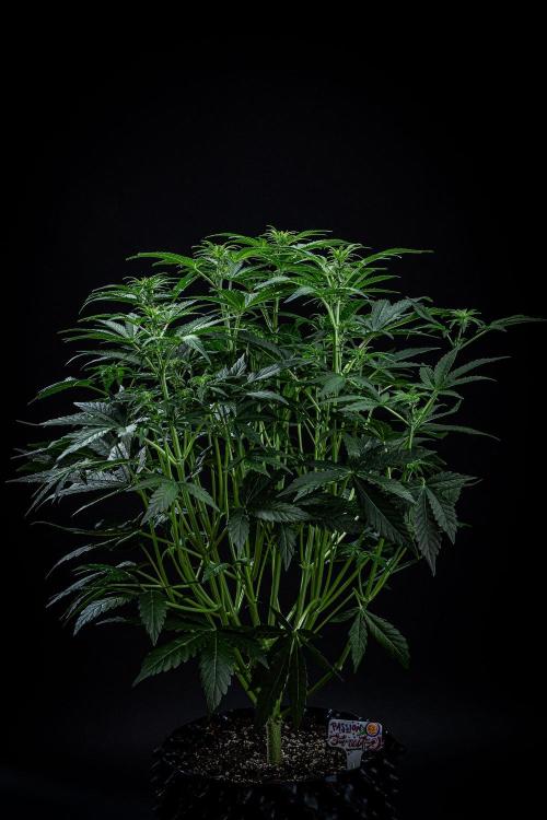 Passion Fruitz Automatic Zamnesia. Week 6 - Day 40