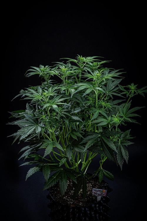 Passion Fruitz Automatic Zamnesia. Week 6 - Day 40
