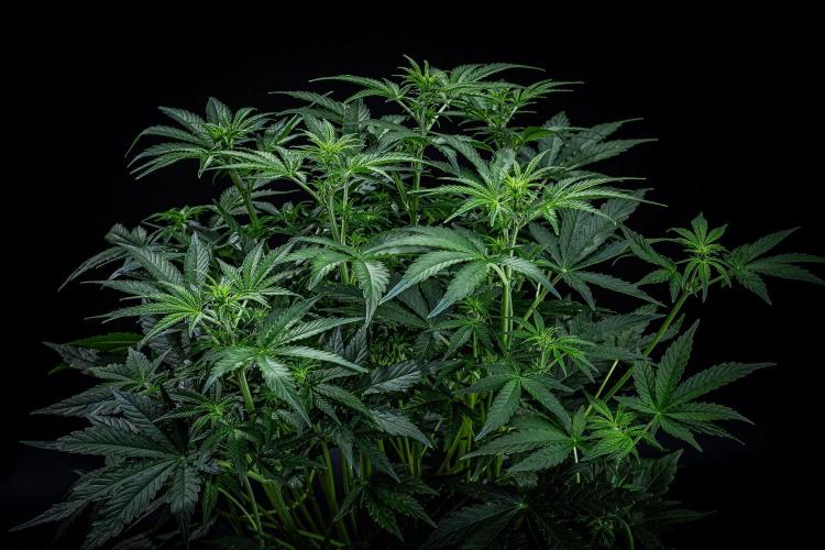 Passion Fruitz Automatic Zamnesia. Week 6 - Day 40