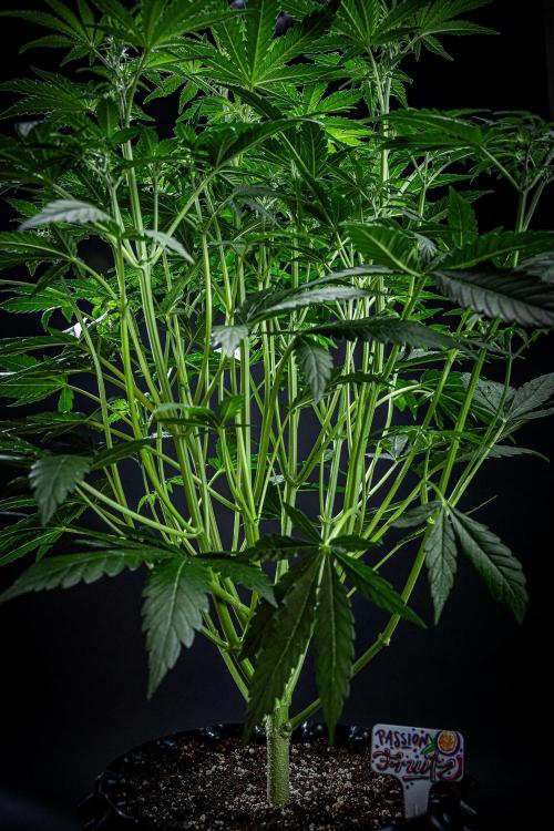 Passion Fruitz Automatic Zamnesia. Week 6 - Day 40