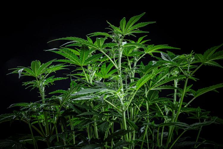 Passion Fruitz Automatic Zamnesia. Week 6 - Day 40