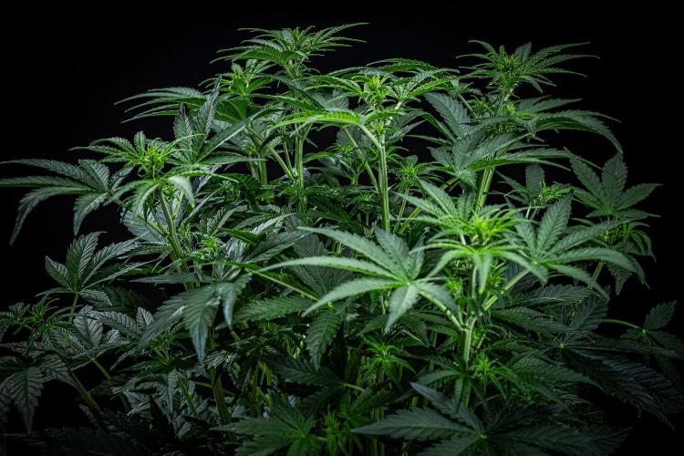 Passion Fruitz Automatic Zamnesia. Week 6 - Day 40