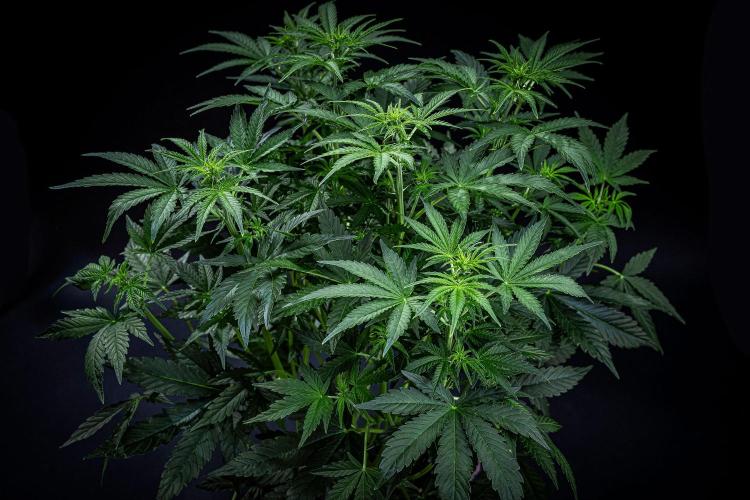 Passion Fruitz Automatic Zamnesia. Week 6 - Day 40