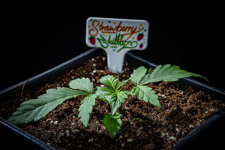 Strawberry Zkittlez Auto Ganja Farmer. Week 3 - Day 18