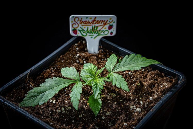 Strawberry Zkittlez Auto Ganja Farmer. Week 3 - Day 18