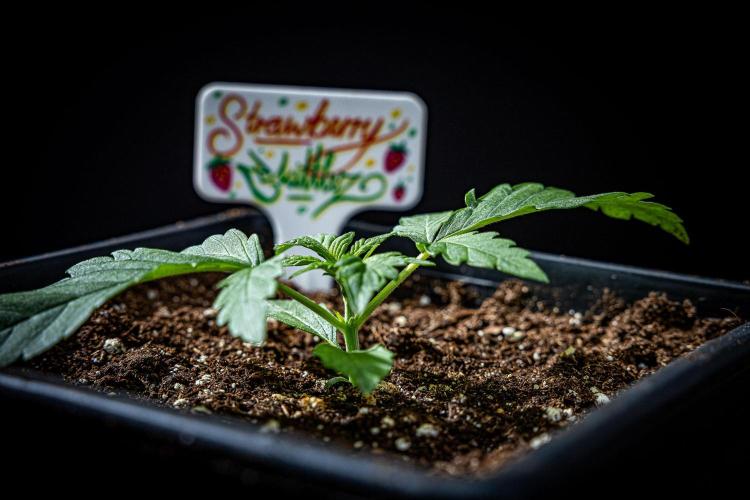 Strawberry Zkittlez Auto Ganja Farmer. Week 3 - Day 18