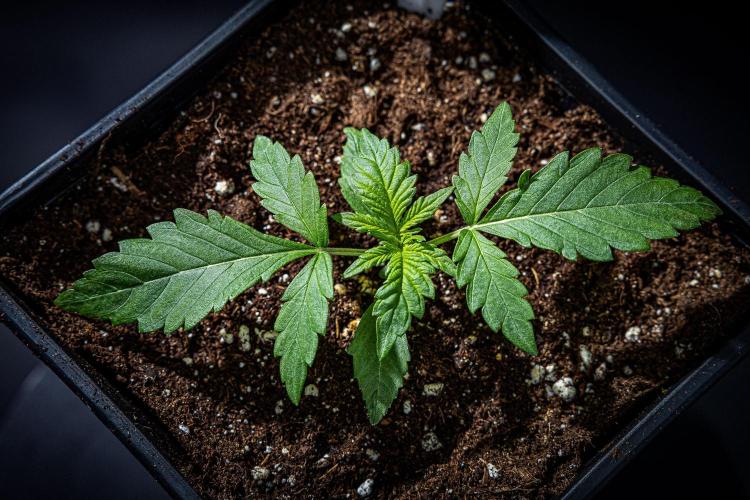 Strawberry Zkittlez Auto Ganja Farmer. Week 3 - Day 18