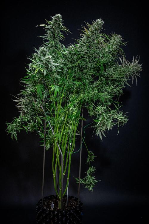 Auto Gelato Pyramid Seeds. Week 12 - Day 82