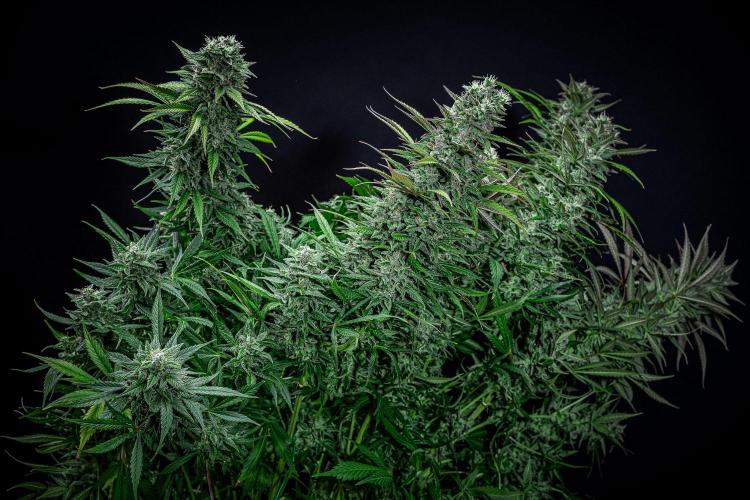 Auto Gelato Pyramid Seeds. Week 12 - Day 82