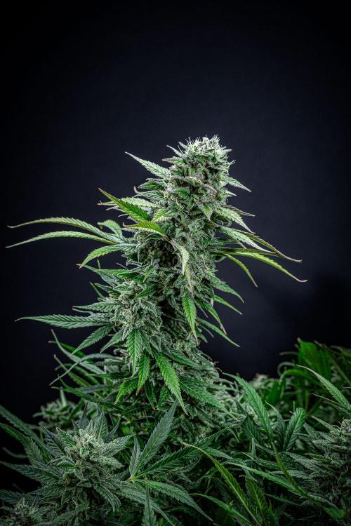 Auto Gelato Pyramid Seeds. Week 12 - Day 82