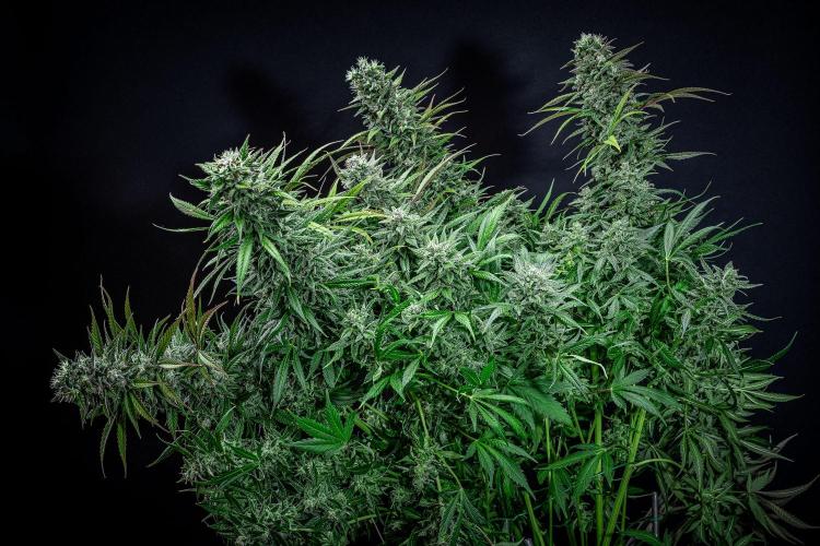 Auto Gelato Pyramid Seeds. Week 12 - Day 82