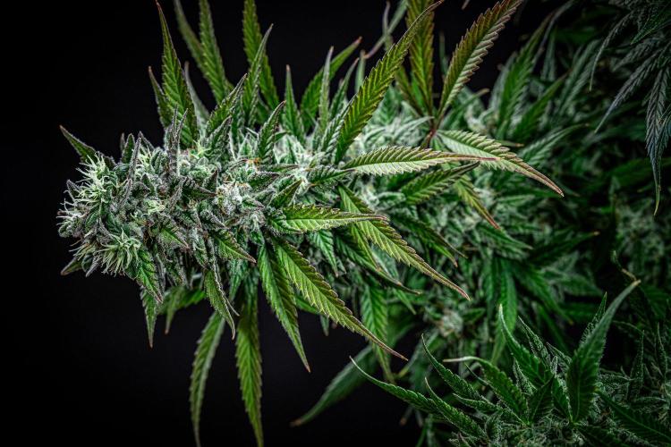 Auto Gelato Pyramid Seeds. Week 12 - Day 82