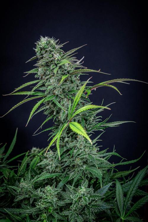 Auto Gelato Pyramid Seeds. Week 12 - Day 82