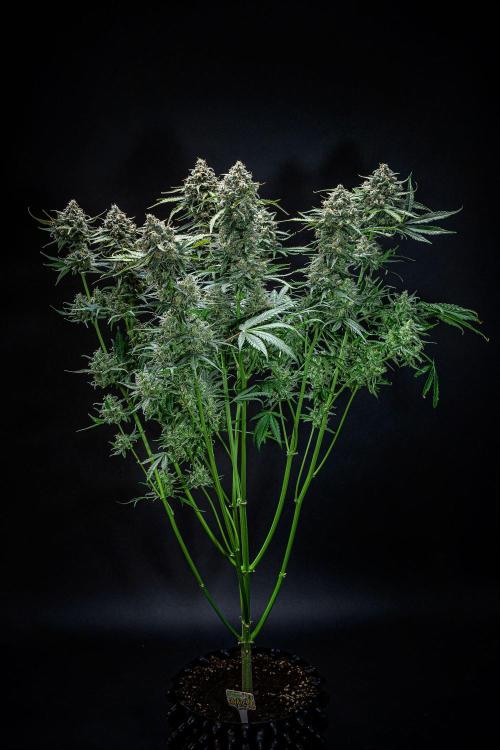 Banana Blaze Auto Dutch Passion. Week 12 - Day 84