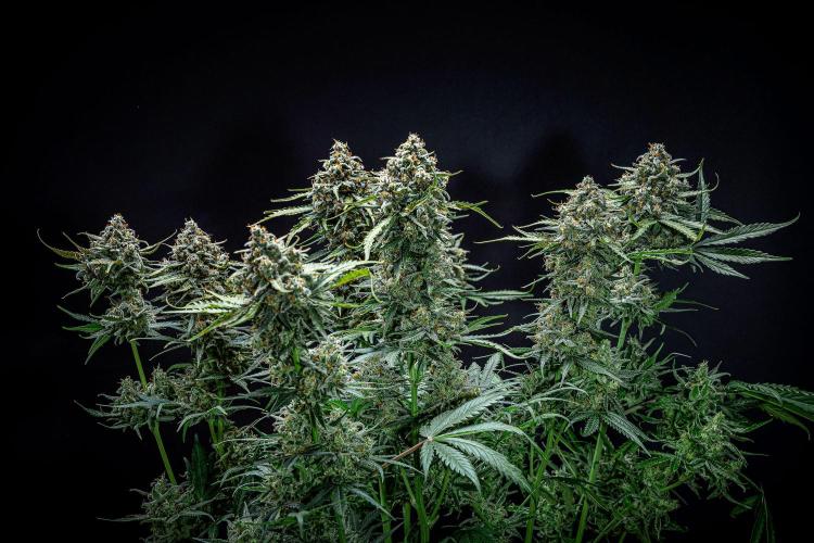 Banana Blaze Auto Dutch Passion. Week 12 - Day 84